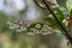 Elaeocarpus serratus